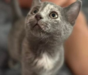 Puddles is soft and floppy girl with an amazing personality She loves to play and sleep next to her