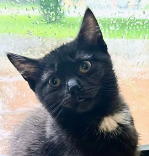 Chia Domestic Short Hair Cat