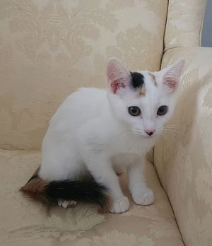 Violette Calico Cat