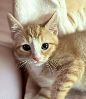 Cheez-it Tabby Cat