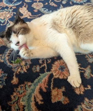 TOMO - Offered by Owner - Includes Medical Care, Senior Male unknown