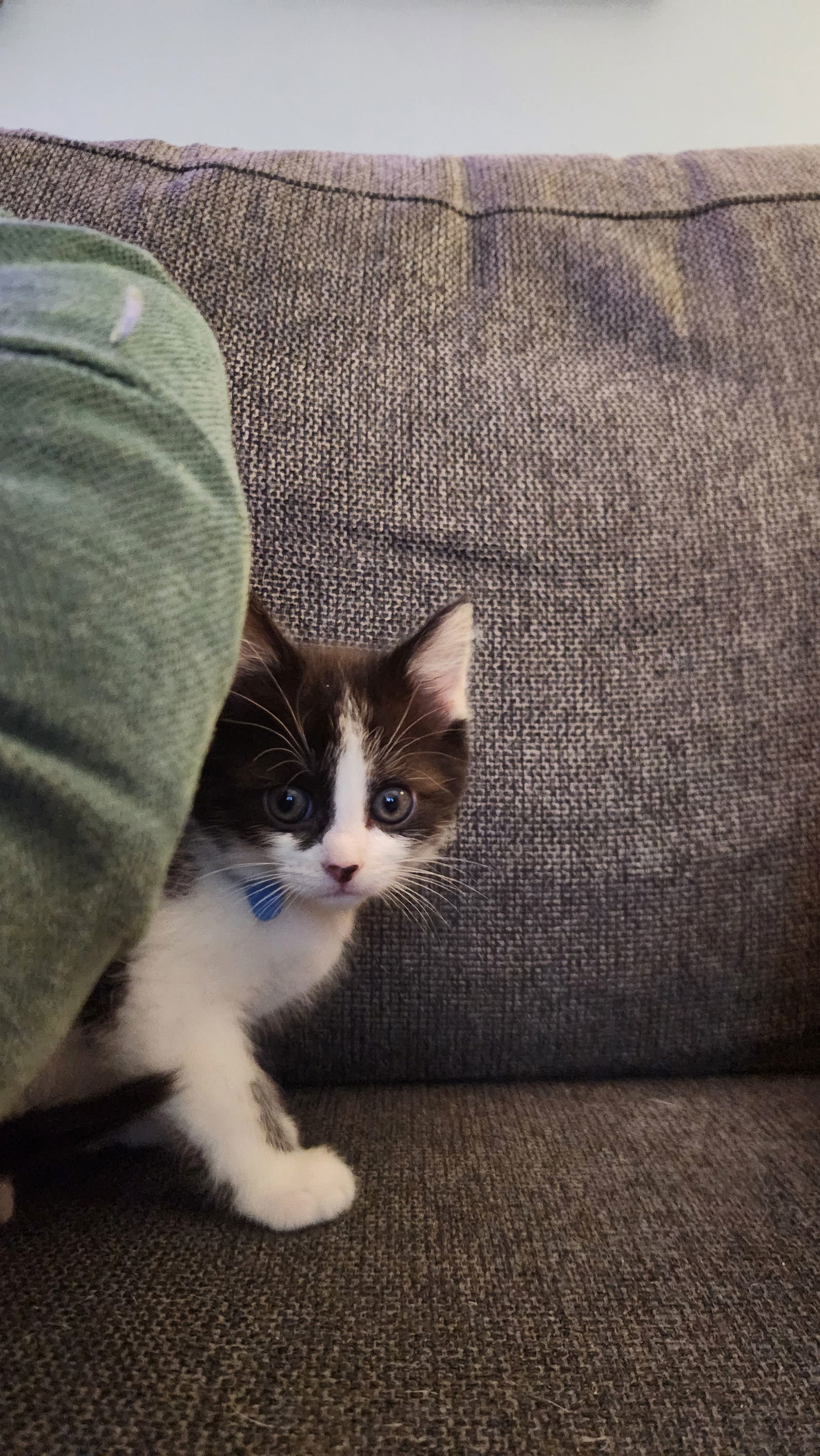 Domino