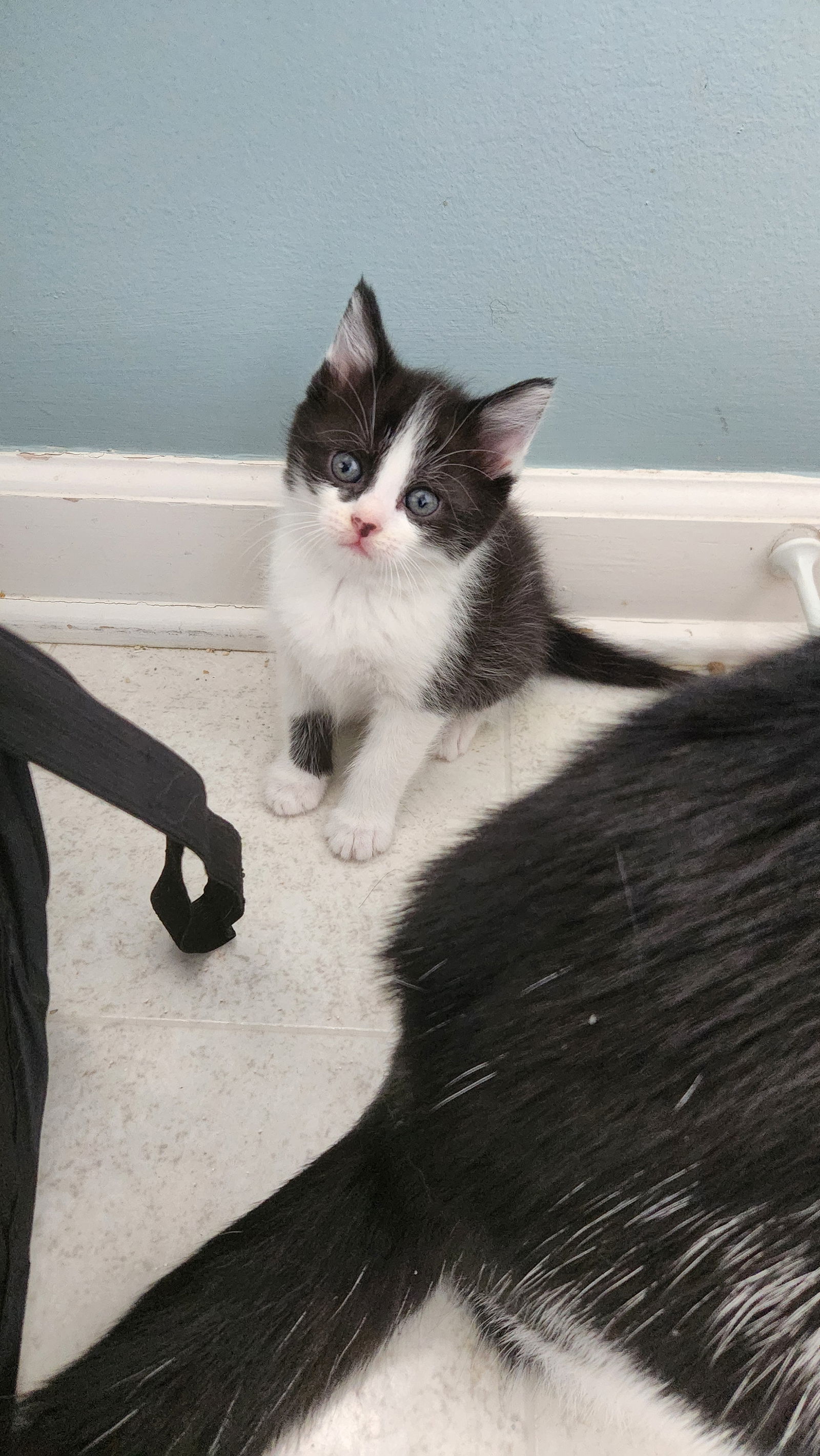 Domino