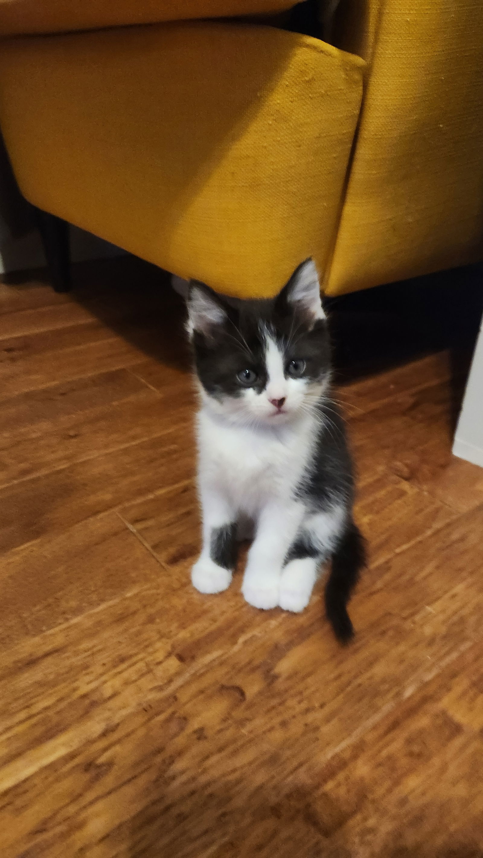 Domino