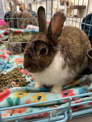 Matthew RABBIT KIT, Young Male unknown