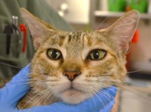 Precious, Adult Female unknown