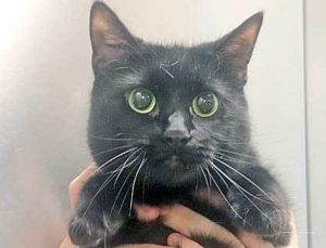 786241, Adult Female unknown