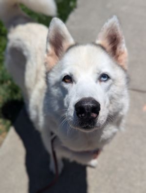 Chai, Senior Female unknown