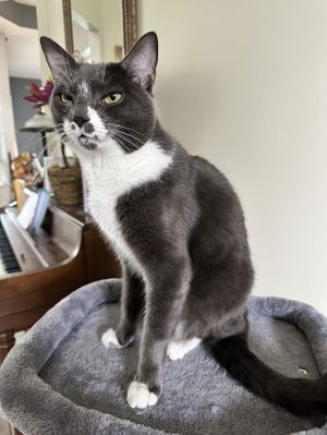 Sugar *, Adult Female unknown