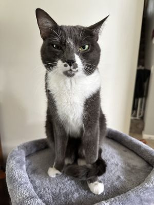 Sugar *, Adult Female unknown