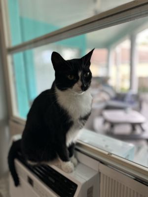 Stella *, Adult Female unknown