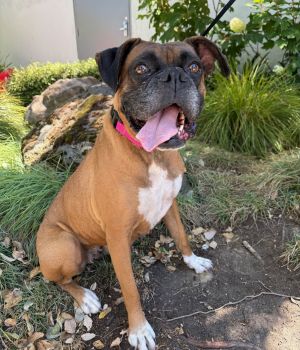All of our dogs are spayedneutered shots current DHPP Bordetella and Rabies where applicable d