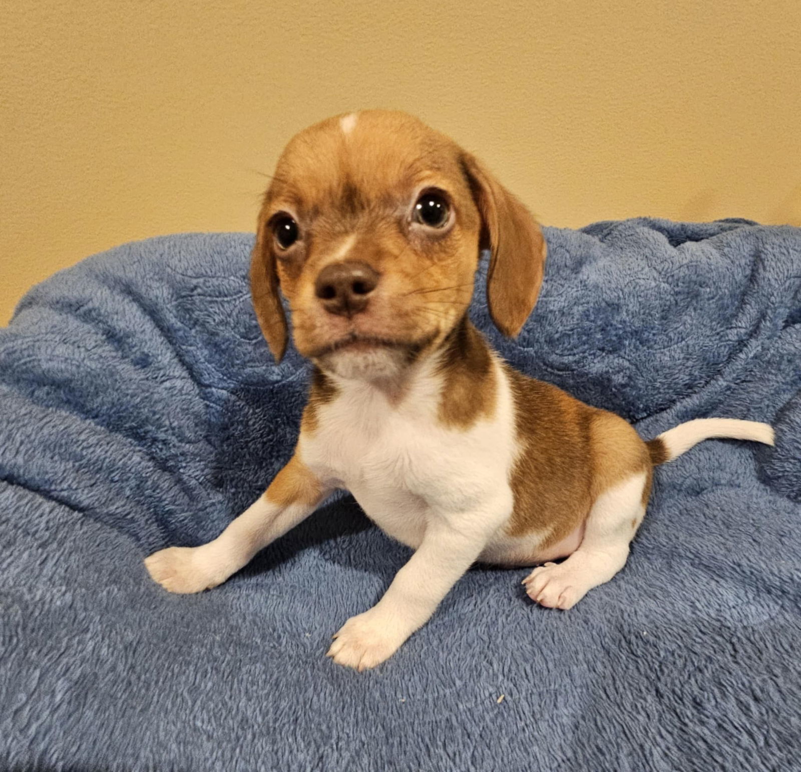 Ice Cream Litter - Cookie Dough Male