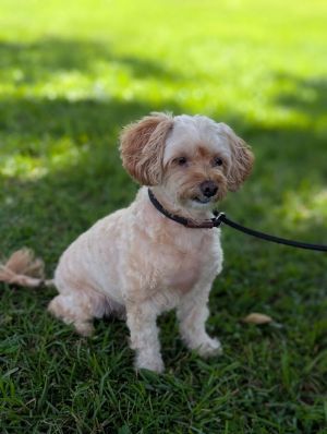 peaches, Senior Female unknown