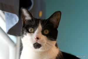 Oreo