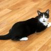 Oreo photo 4