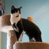Oreo photo 5