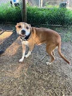 Lily, Senior Female unknown