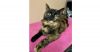 Smudge photo 1