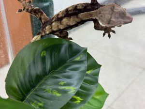 Yoshi, Adult Female unknown