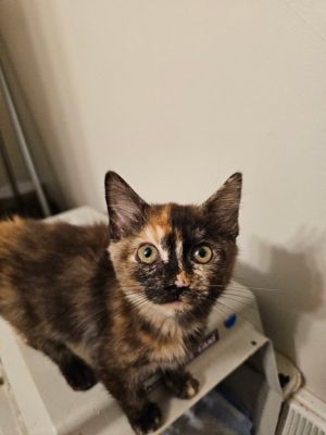 Anise, Baby Female unknown
