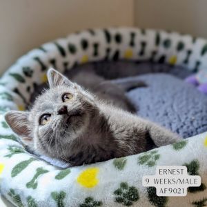 Ernest