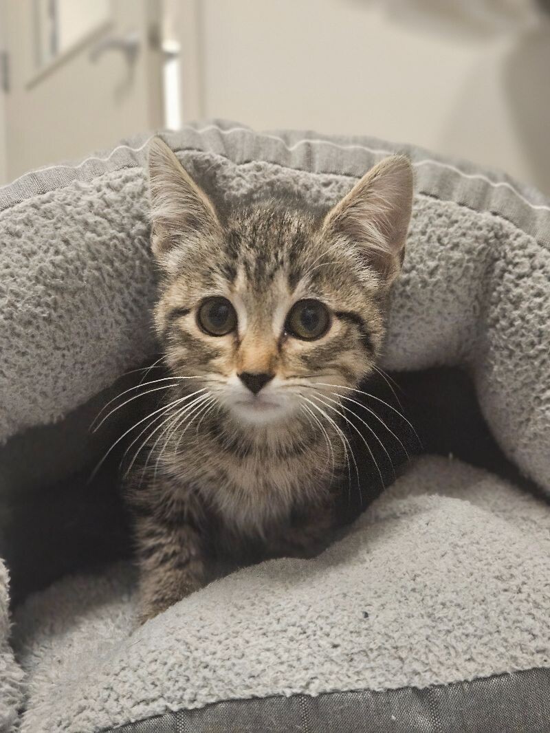 Sundae, an adoptable Domestic Short Hair in Yankton, SD, 57078 | Photo Image 1