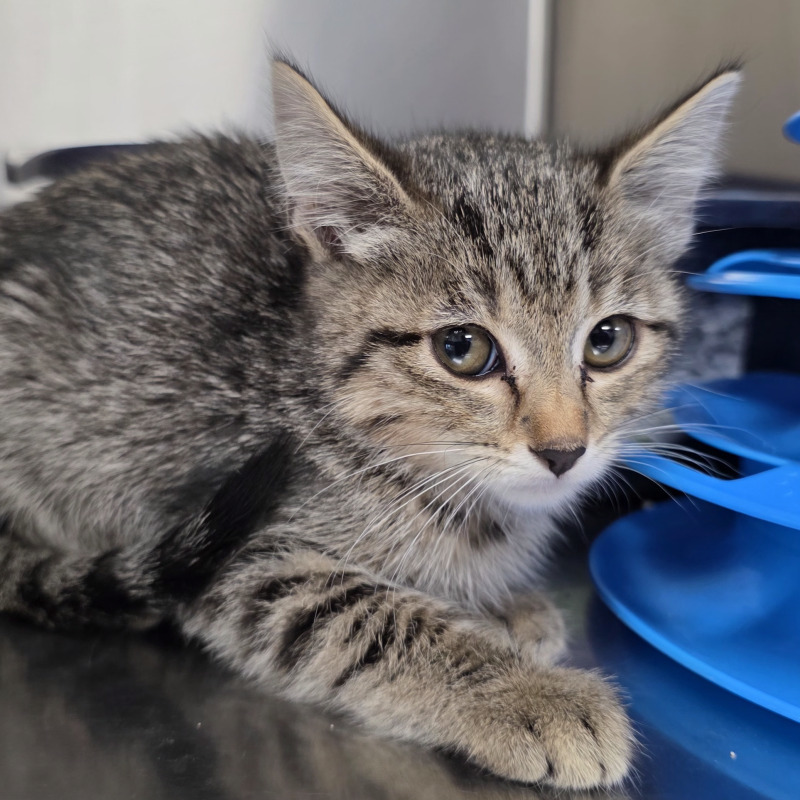 Sundae, an adoptable Domestic Short Hair in Yankton, SD, 57078 | Photo Image 2