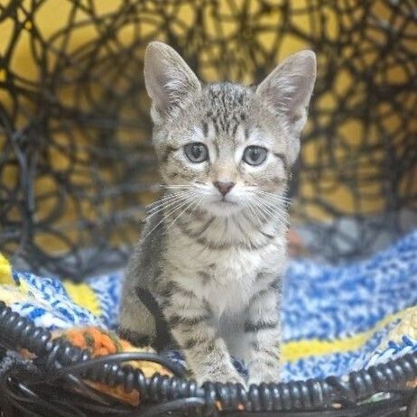 Potato, an adoptable Domestic Short Hair in Yankton, SD, 57078 | Photo Image 1