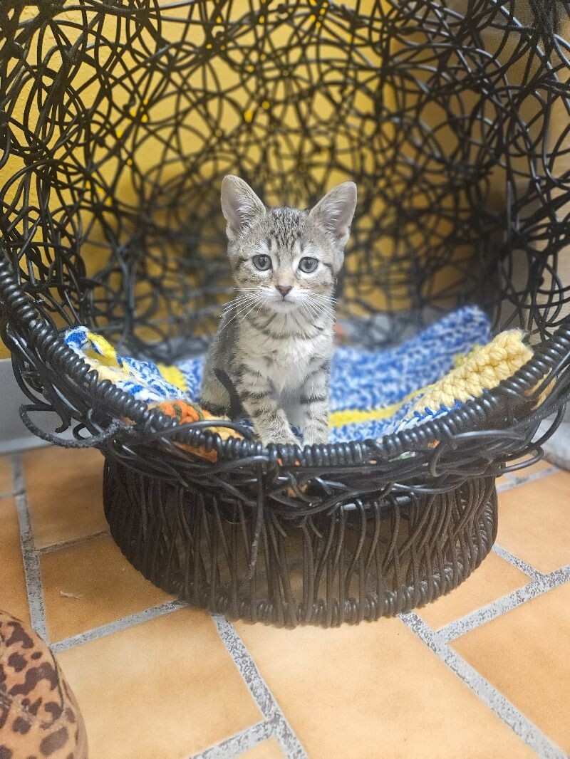 Potato, an adoptable Domestic Short Hair in Yankton, SD, 57078 | Photo Image 2