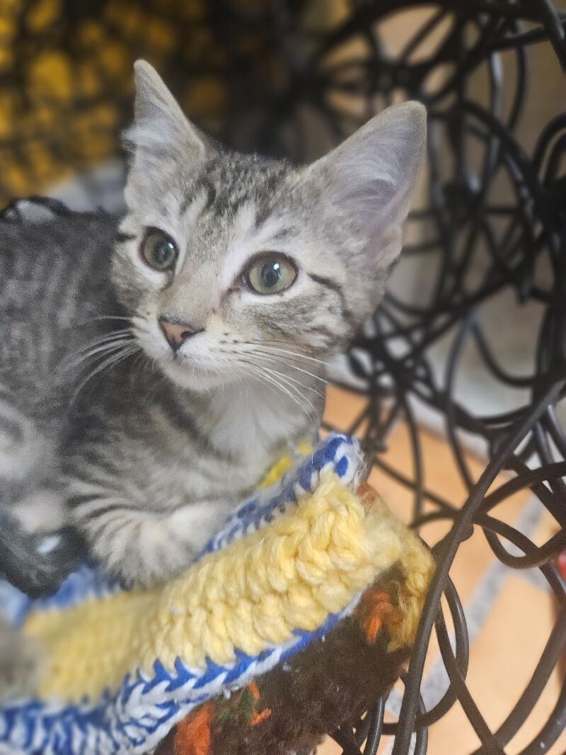 Potato, an adoptable Domestic Short Hair in Yankton, SD, 57078 | Photo Image 3