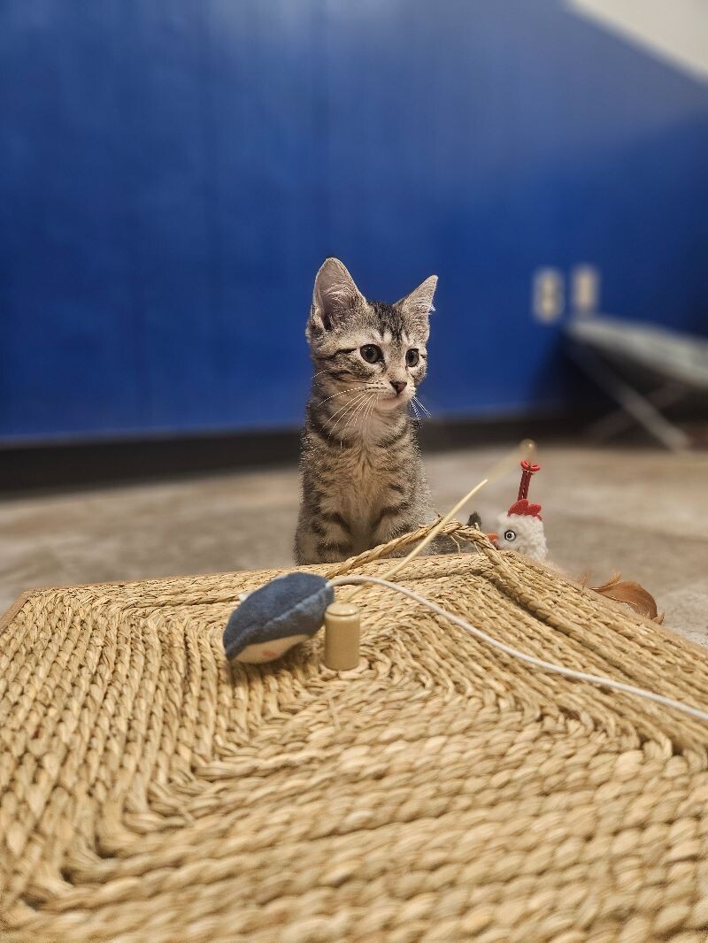 Potato, an adoptable Domestic Short Hair in Yankton, SD, 57078 | Photo Image 4