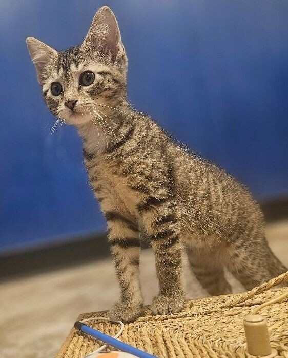 Potato, an adoptable Domestic Short Hair in Yankton, SD, 57078 | Photo Image 5