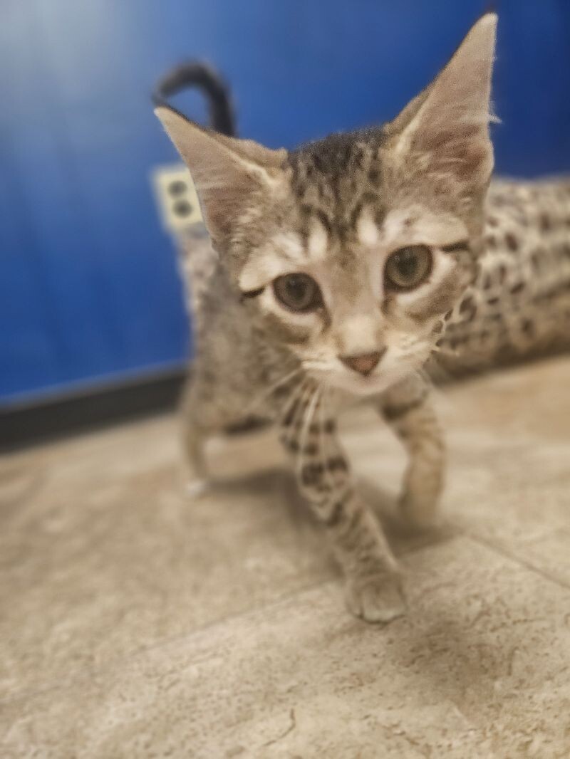 Potato, an adoptable Domestic Short Hair in Yankton, SD, 57078 | Photo Image 6