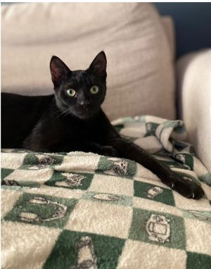 Elfie, Young Female unknown