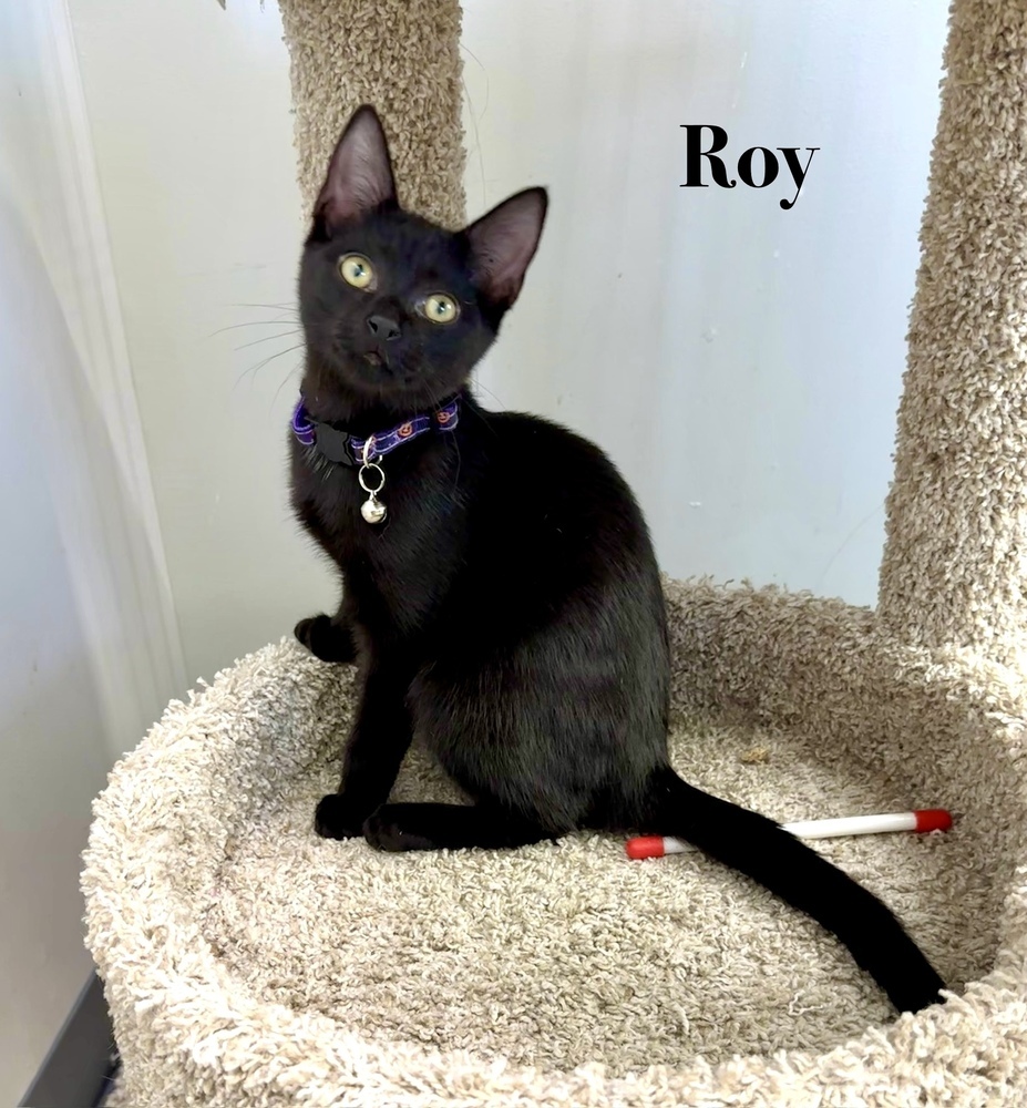 Roy