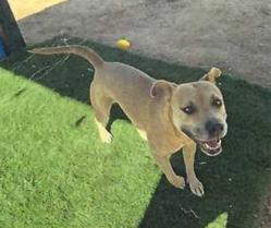 Honey (A114525)