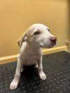 Simmons Pup 2