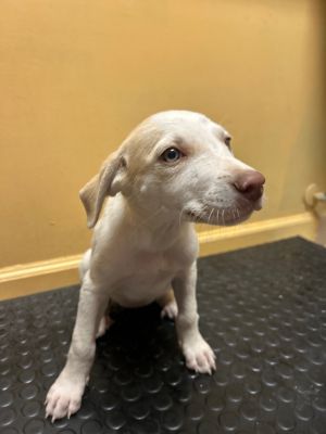 Simmons Pup 2