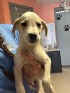 Simmons Pup 4