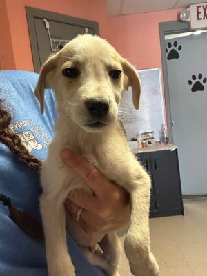 Simmons Pup 4