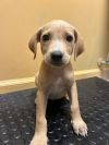 Simmons Pup 1