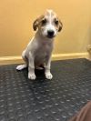 Simmons Pup 3