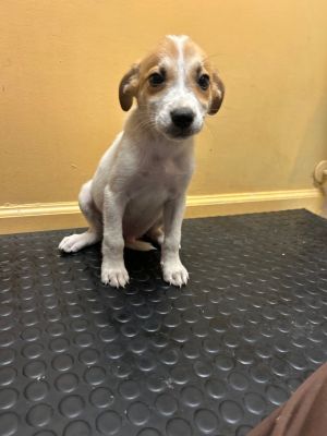 Simmons Pup 3
