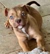 Tank-Adorable Puppy!