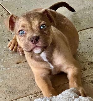 Tank-Adorable Puppy!