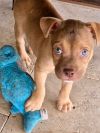 Tank-Adorable Puppy!