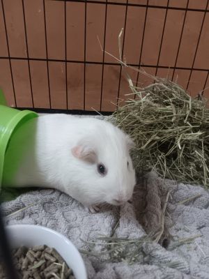 Snowball, Adult Male unknown