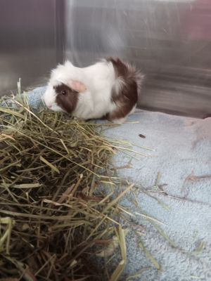 Milkshake, Young Female unknown