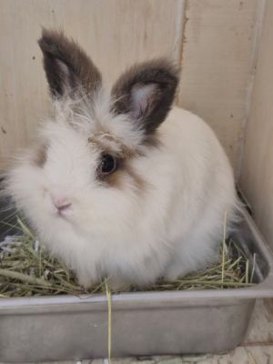 Appa, Young Female unknown